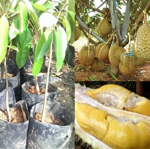 Saintifik durian nama Anim Agro